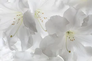 USA, Washington State, Seabeck. White rhododendron blossoms