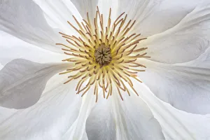 Images Dated 24th May 2018: USA, Washington State, Seabeck. Clematis blossom close-up