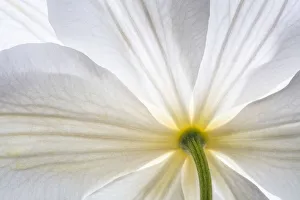 Clematis Prints: USA, Washington State, Seabeck. Clematis blossom close-up