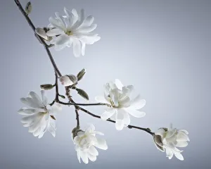 USA, Washington State, Seabeck. White magnolia flowers and branches