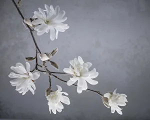Images Dated 26th March 2018: USA, Washington State, Seabeck. White magnolia flowers and branches
