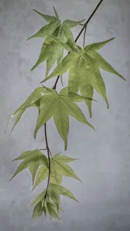 USA, Washington State, Seabeck. Japanese maple tree branch close-up