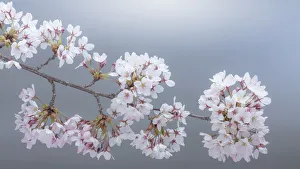 Images Dated 30th March 2018: USA, Washington State, Seabeck. Close-up of cherry blossoms on limb