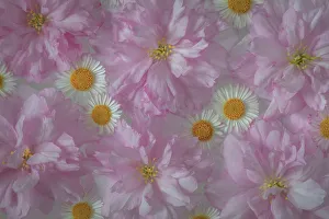 Floating Prints: USA, Washington State, Seabeck. Ornamental cherry blossoms and Santa Barbara daisies
