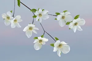 USA, Washington State, Seabeck. Pacific dogwood blossoms close-up