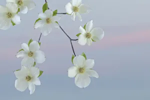 Images Dated 27th April 2018: USA, Washington State, Seabeck. Pacific dogwood blossoms close-up