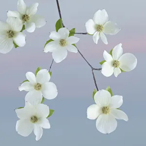USA, Washington State, Seabeck. Pacific dogwood blossoms close-up