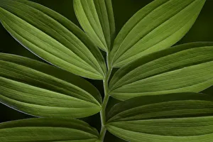 USA, Washington State, Seabeck. Starry Solomons seal leaves