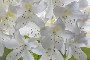 Images Dated 5th May 2018: USA, Washington State, Seabeck. White rhododendron blossoms