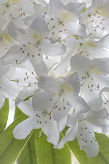 USA, Washington State, Seabeck. White rhododendron blossoms