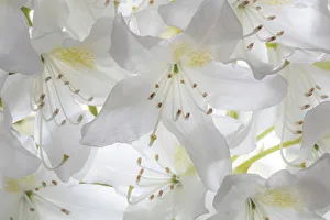 Images Dated 5th May 2018: USA, Washington State, Seabeck. White rhododendron blossoms