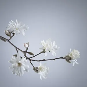 Images Dated 26th March 2018: USA, Washington State, Seabeck. White magnolia flowers and branches