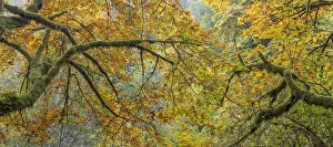 USA, Washington State, Seabeck. Bigleaf maple trees panoramic composite. Credit as