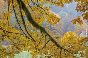 Landscape Prints: USA, Washington State, Seabeck. Bigleaf maple trees in Guillemot Cove Nature Preserve
