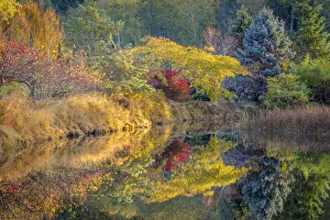 Landscape Prints: USA, Washington State, Seabeck. Fall color reflected in tidal lagoon