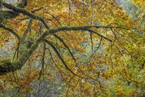 Images Dated 29th October 2017: USA, Washington State, Seabeck. Bigleaf maple trees in Guillemot Cove Nature Preserve