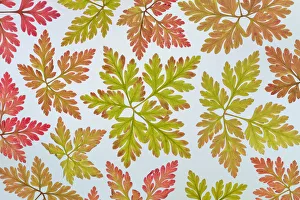 USA, Washington State, Seabeck. Close-up of herb-Robert leaves