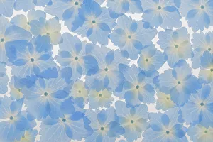 Images Dated 25th April 2019: USA, Washington State, Seabeck. Layout of hydrangea blossoms