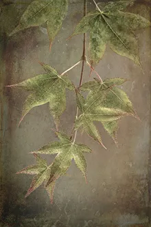 Painterly Prints: USA, Washington State, Seabeck. Japanese maple Leaves close-up