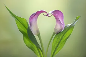 Images Dated 18th February 2019: USA, Washington State, Seabeck. Calla lily valentine shape