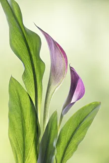 Images Dated 18th February 2019: USA, Washington State, Seabeck. Calla lily close-up