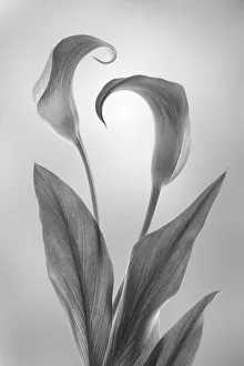 Images Dated 18th February 2019: USA, Washington State, Seabeck. Black and white of calla lily