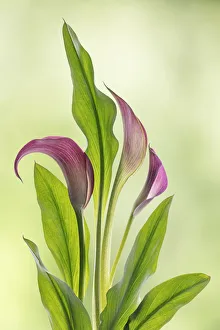 Images Dated 18th February 2019: USA, Washington State, Seabeck. Calla lily close-up