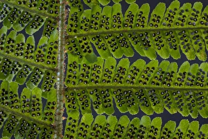 Stem Prints: USA, Washington State, Seabeck. Detail of spores on underside of fern leaf. Credit as