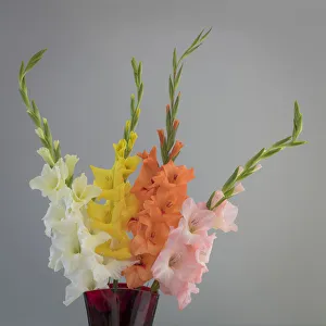USA, Washington State, Seabeck. Gladiola flowers and stems in vase