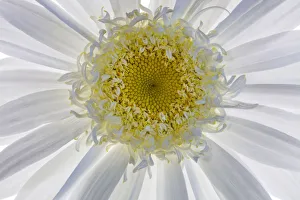 Backlit Prints: USA, Washington State, Seabeck. Backlit close-up of shasta daisy