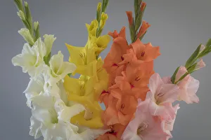 Neutral Background Prints: USA, Washington State, Seabeck. Gladiola flowers and stems