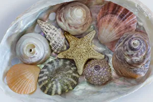 USA, Washington State, Seabeck. Collection of Pacific Northwest seashell s. Credit as