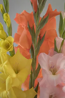 USA, Washington State, Seabeck. Gladiola flowers and stems