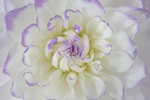 USA, Washington State, Seabeck. Dahlia blossom close-up