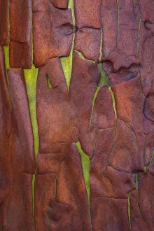 Bark Prints: USA, Washington State, Seabeck. Madrone tree bark close-up