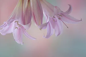 Stem Prints: USA, Washington State, Seabeck. Lily blossoms close-up