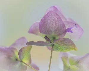 Oregano Prints: USA, Washington State, Seabeck. Ornamental oregano flower close-up