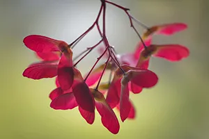Vivid Prints: USA, Washington State, Seabeck. Maple seed pods close-up
