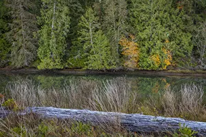 Images Dated 18th February 2019: USA, Washington State, Seabeck. Hood Canal shoreline scenic