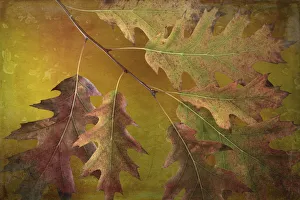 Painterly Prints: USA, Washington State, Seabeck. Autumn oak leaves close-up