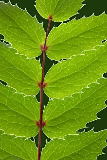 Stem Prints: USA, Washington State, Seabeck. Oregon grape leaves close-up