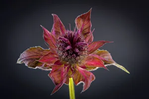 Bee Balm Prints: USA, Washington State, Seabeck. Bee balm flower close-up