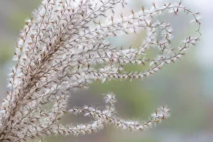 Images Dated 18th February 2019: USA, Washington State, Seabeck. Seed head of Miscanthus sinensis grass. Credit as