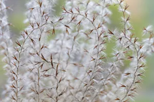 USA, Washington State, Seabeck. Seed head of Miscanthus sinensis grass. Credit as