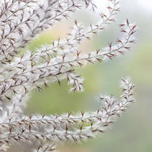 USA, Washington State, Seabeck. Seed head of Miscanthus sinensis grass. Credit as