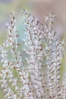 Images Dated 18th February 2019: USA, Washington State, Seabeck. Seed head of Miscanthus sinensis grass. Credit as