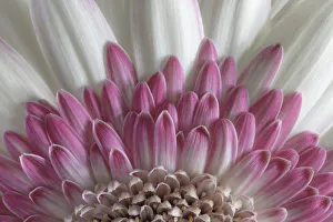 USA, Washington State, Seabeck. Gerbera daisy flower close-up