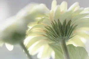 Images Dated 18th February 2019: USA, Washington State, Seabeck. Gerbera daisy flower close-up