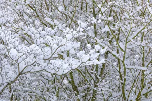 Dogwood Prints: USA, Washington State, Seabeck. Snow-covered dogwood and maple trees