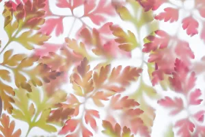 August Prints: USA, Washington State, Seabeck. Herb Robert leaf arrangement